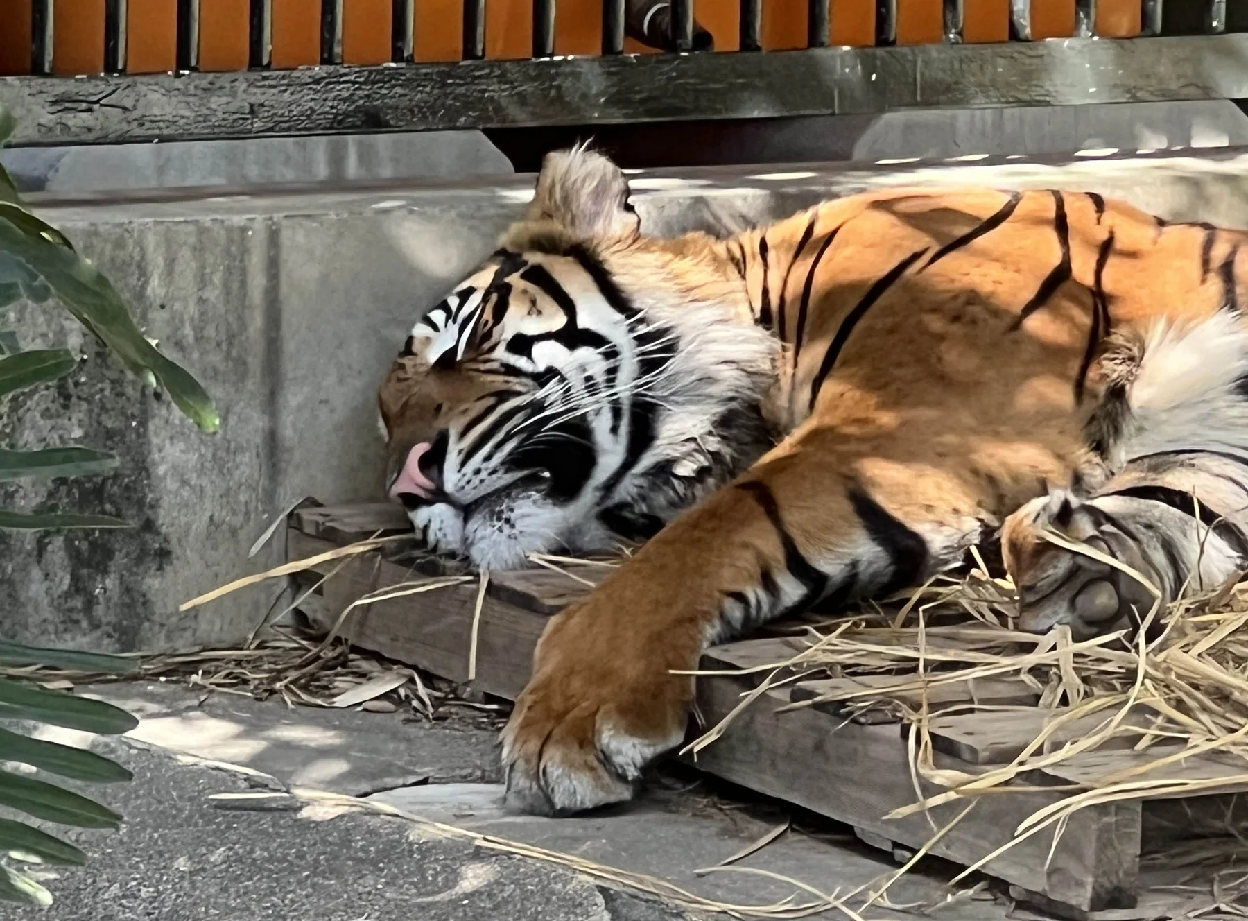アバティのかわいい寝顔の写真