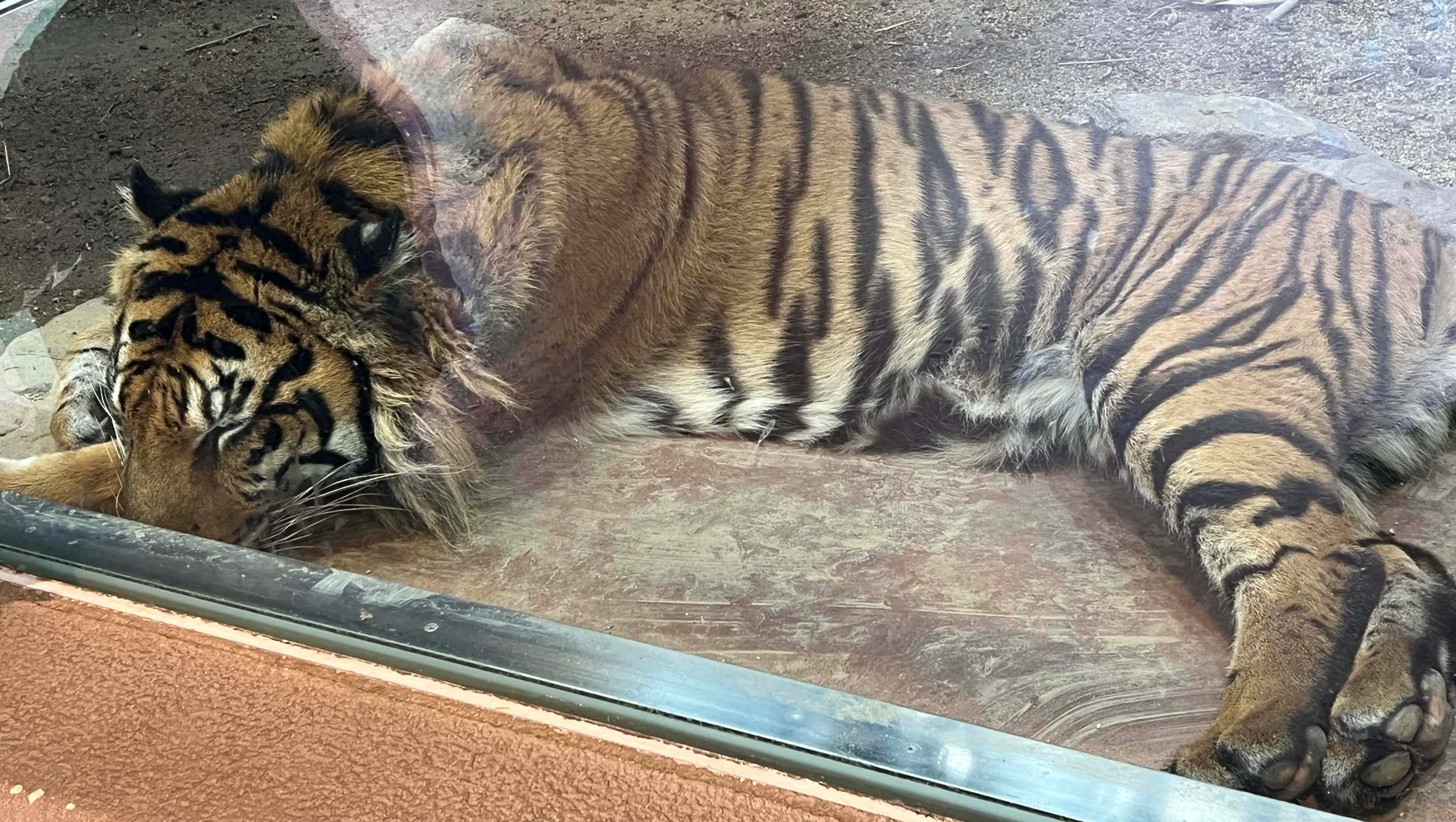 【トラ紹介】アオ（東山動植物園）｜来園日・両親・写真まとめ
