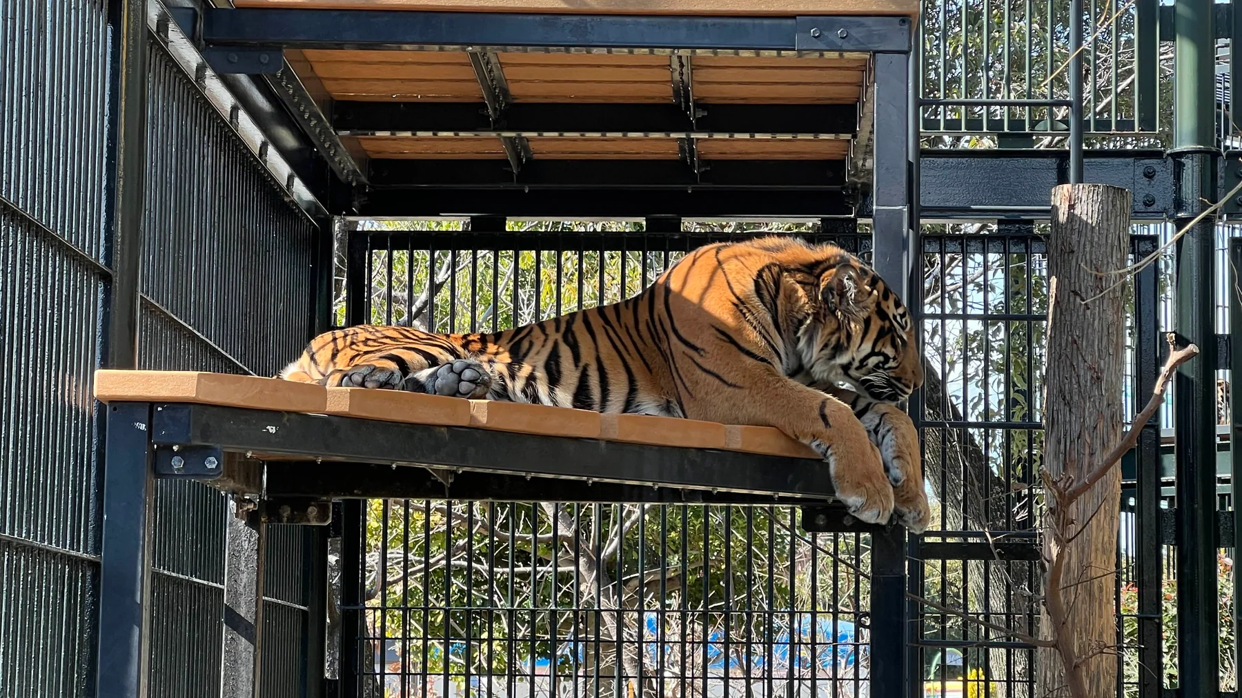 アバティ 着座 ふせ