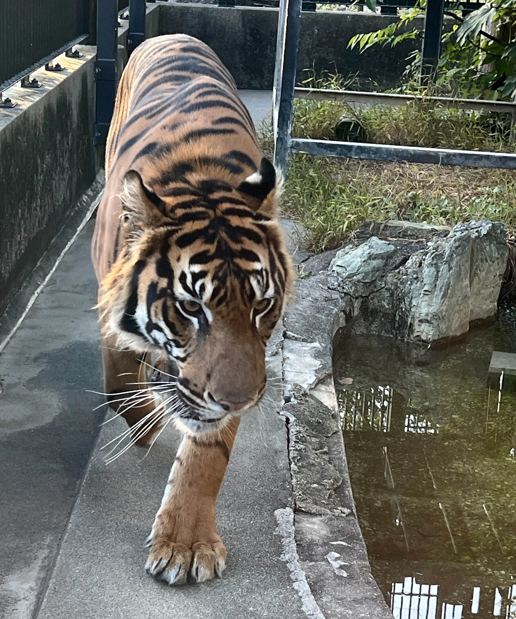 アバティの写真