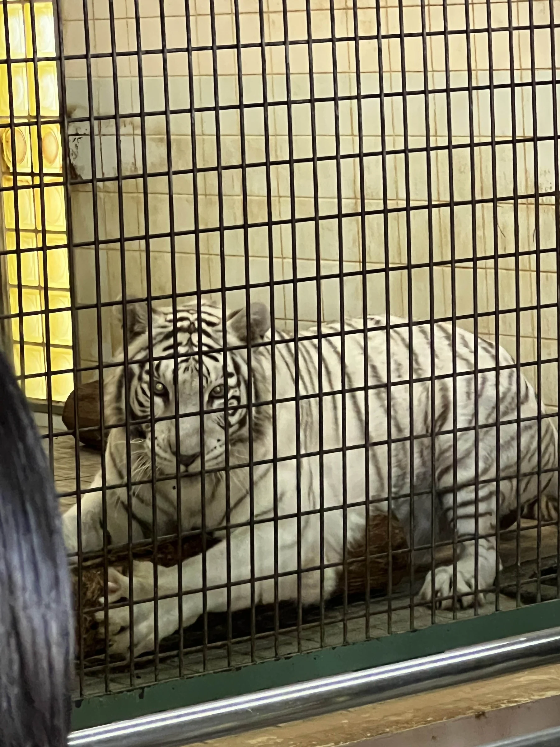 ソソノ 爪とぎ 写真