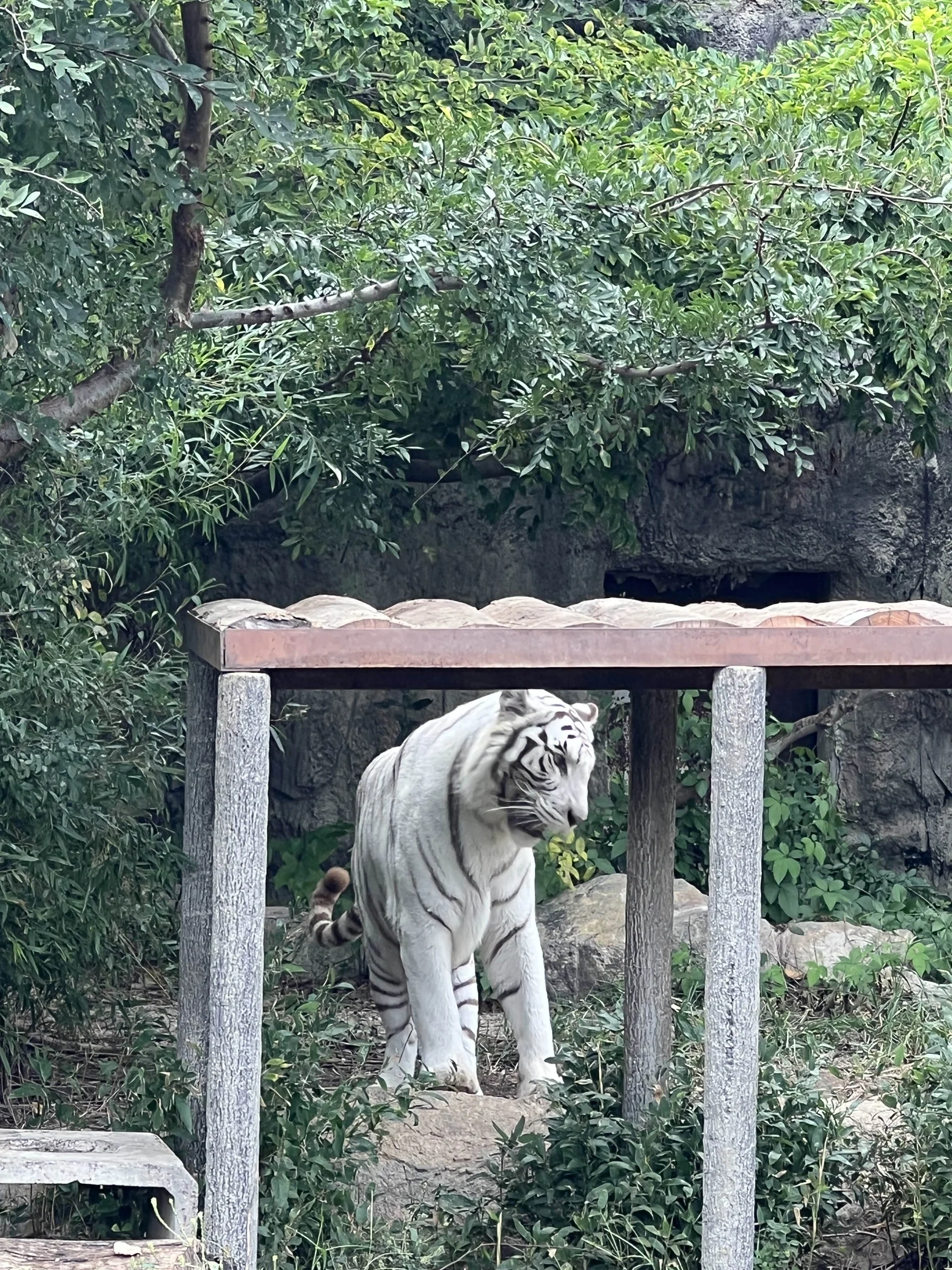 ソソノ やーめた 写真