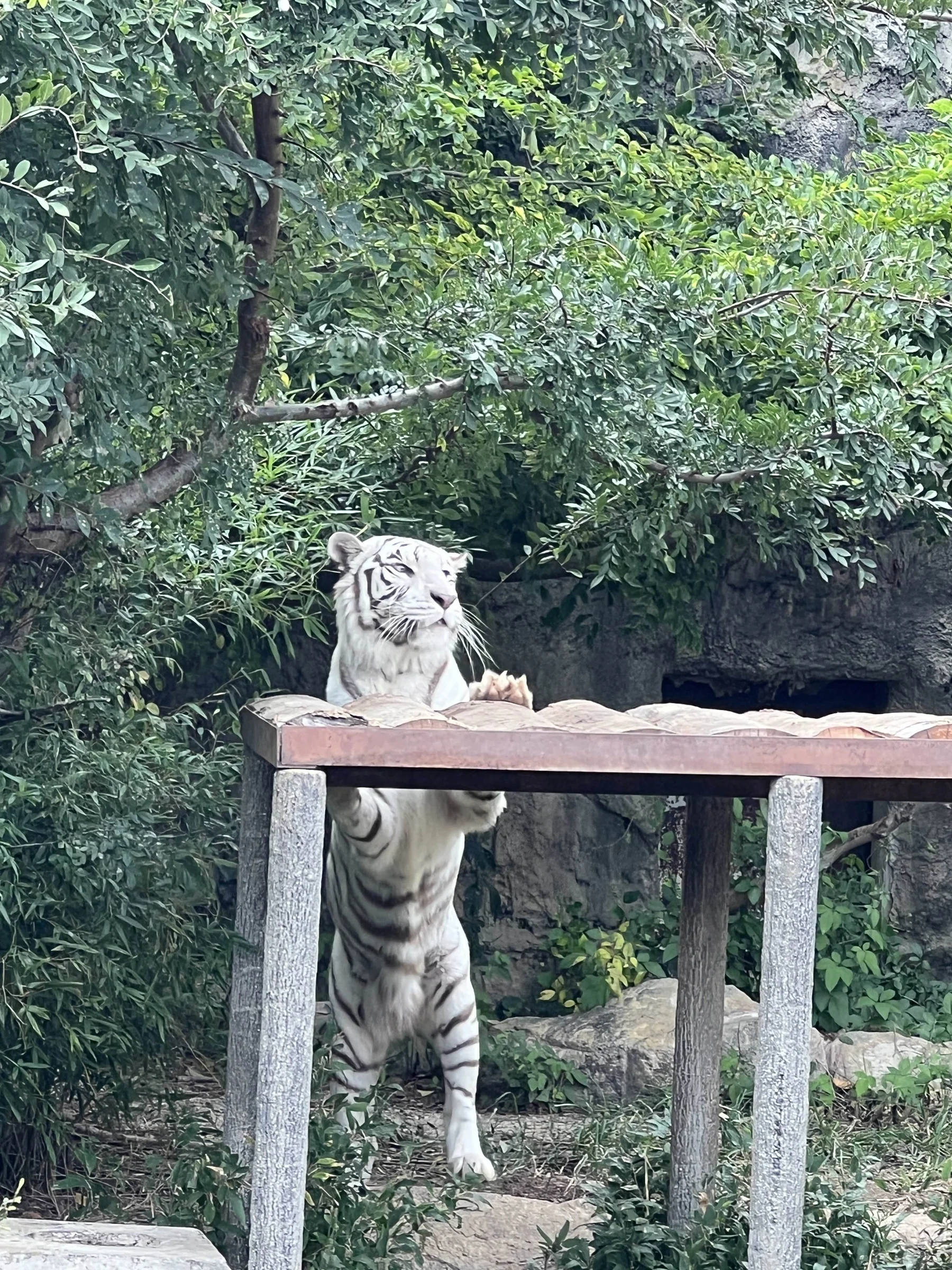 ソソノ ヒョイ 写真