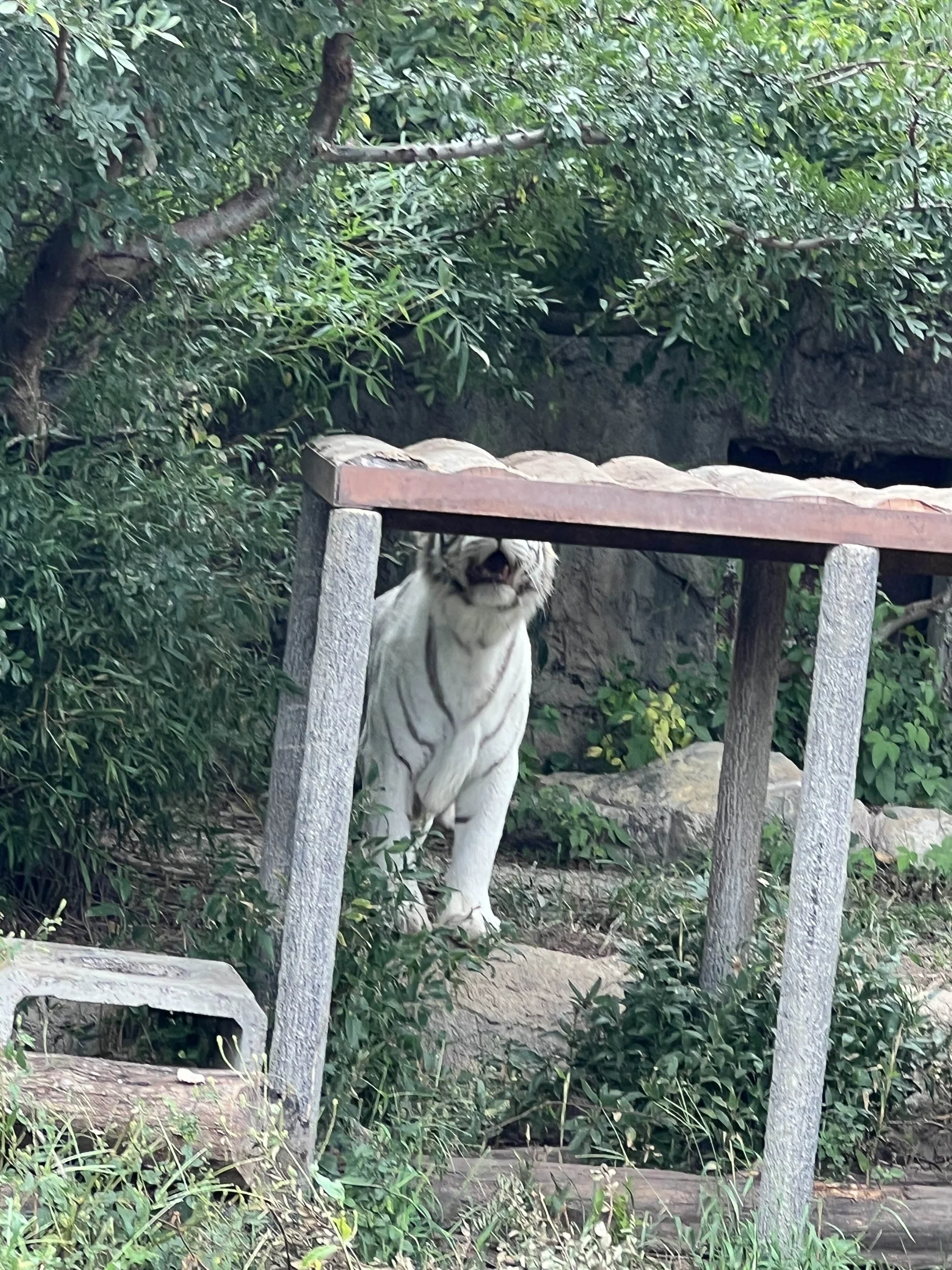 ソソノ 登ろうかな... 写真