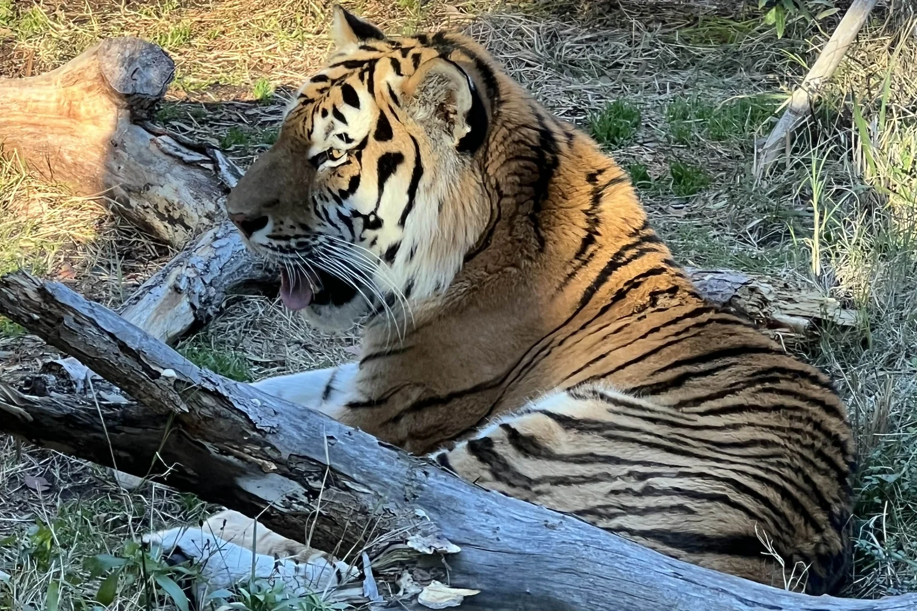 【トラ紹介】アース(のんほいパーク)|来園日・両親・写真まとめ